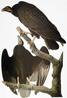 AUDUBON: TURKEY VULTURE. Turkey vulture, or buzzard (Cathartes aura) AUDUBON: TURKEY VULTURE. Turkey vulture, or buzzard (Cathartes aura)