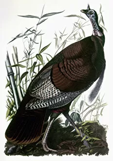 Wild Turkey Gallery: AUDUBON: TURKEY. Wild Turkey (Meleagris gallopavo), from John James Audubons The Birds of America