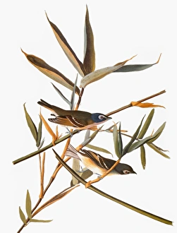 AUDUBON: VIREO. Solitary Vireo (Vireo solitarius), from John James Audubons The Birds of AUDUBON: VIREO. Solitary Vireo (Vireo solitarius), from John James Audubons The Birds of