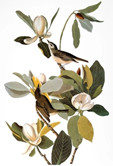 AUDUBON: VIREO. Warbling vireo (Vireo gilvus), from John James Audubons Birds of America AUDUBON: VIREO. Warbling vireo (Vireo gilvus), from John James Audubons Birds of America