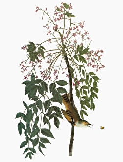 AUDUBON: VIREO. White-eyed Vireo (Vireo griseus) AUDUBON: VIREO. White-eyed Vireo (Vireo griseus)