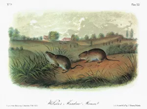 AUDUBON: VOLE. Eastern meadow vole, or meadow mouse (Microtus pennsylvanicus pennsylvanicus AUDUBON: VOLE. Eastern meadow vole, or meadow mouse (Microtus pennsylvanicus pennsylvanicus