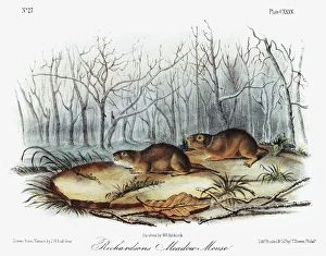 AUDUBON: VOLES. North American water vole (Microtus richardsoni), left, and Drummond vole AUDUBON: VOLES. North American water vole (Microtus richardsoni), left, and Drummond vole