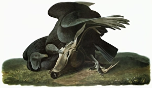 AUDUBON: VULTURE. Black Vulture (Coragyps atratus) AUDUBON: VULTURE. Black Vulture (Coragyps atratus)