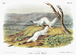 AUDUBON: WEASEL. New York weasel (Mustela frenata noveboracensis), a subspecies AUDUBON: WEASEL. New York weasel (Mustela frenata noveboracensis), a subspecies