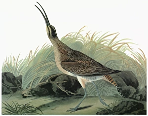 AUDUBON: WHIMBREL. Whimbrel (Numenius phaeopus) AUDUBON: WHIMBREL. Whimbrel (Numenius phaeopus)