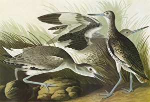 AUDUBON: WILLET. Willet (Tringa semipalmata) AUDUBON: WILLET. Willet (Tringa semipalmata)