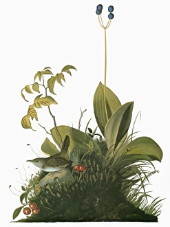 AUDUBON: WREN. House Wren (Troglodytes aedon)
