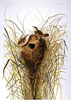 AUDUBON: WREN. Sedge Wren (Cistothorus platensis), from John James Audubons Birds of AUDUBON: WREN. Sedge Wren (Cistothorus platensis), from John James Audubons Birds of