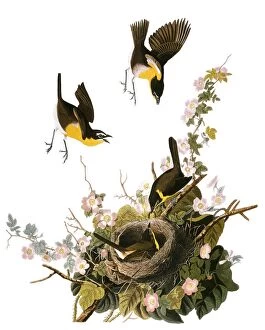AUDUBON: YELLOW CHAT, (1827-38). Yellow-breasted Chat (Icteria virens) by John James Audubon for his Birds of America