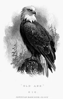 BALD EAGLE, 1870. Old Abe, the bald eagle which was the mascot of the Eight Wisconsin Regiment during the American
