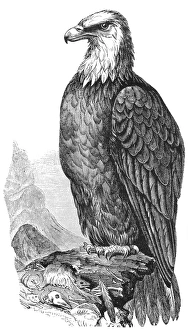 BALD EAGLE. Line engraving, 19th century BALD EAGLE. Line engraving, 19th century
