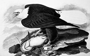 THE BALD EAGLE. Watercolor painting by John James Audubon (1785-1851) THE BALD EAGLE. Watercolor painting by John James Audubon (1785-1851)