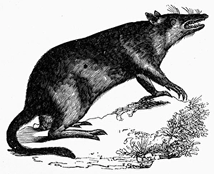 BANDICOOT. Long-nosed bandicoot. Line engraving, 19th century BANDICOOT. Long-nosed bandicoot. Line engraving, 19th century