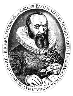 BASILIUS BESLER (1561-1629). German botanist. Engraving from Hortus Eystettensis BASILIUS BESLER (1561-1629). German botanist. Engraving from Hortus Eystettensis