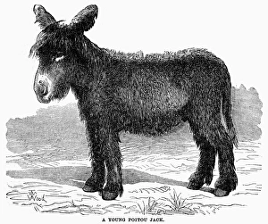 BAUDET du POITOU. A young male Bade du Poitou, a breed of donkey from Poitou, France. Line engraving, 19th century