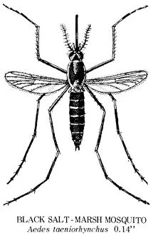 Flies Collection: Black Salt Marsh Mosquito