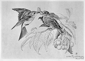 BLACKBURN: BIRDS, 1861. Spotted Flycatcher. Illustration by Jemima Blackburn, 1895 BLACKBURN: BIRDS, 1861. Spotted Flycatcher. Illustration by Jemima Blackburn, 1895