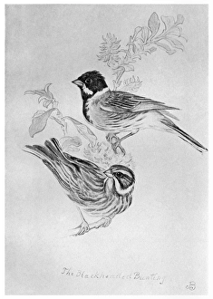 BLACKBURN: BIRDS, 1895. Black-Headed Bunting. Illustration by Jemima Blackburn, 1895 BLACKBURN: BIRDS, 1895. Black-Headed Bunting. Illustration by Jemima Blackburn, 1895