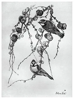 BLACKBURN: BIRDS, 1895. Blue Tit. Illustration by Jemima Blackburn, 1895 BLACKBURN: BIRDS, 1895. Blue Tit. Illustration by Jemima Blackburn, 1895
