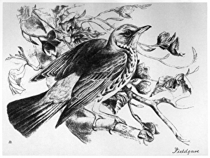 BLACKBURN: BIRDS, 1895. Fieldfare. Illustration by Jemima Blackburn, 1895 BLACKBURN: BIRDS, 1895. Fieldfare. Illustration by Jemima Blackburn, 1895