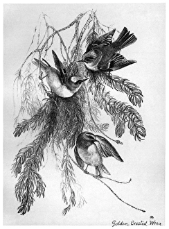 BLACKBURN: BIRDS, 1895. Golden-Crested Wren. Illustration by Jemima Blackburn, 1895 BLACKBURN: BIRDS, 1895. Golden-Crested Wren. Illustration by Jemima Blackburn, 1895