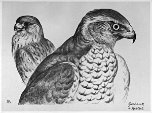 BLACKBURN: BIRDS, 1895. Goshawk and Kestrel. Illustration by Jemima Blackburn, 1895 BLACKBURN: BIRDS, 1895. Goshawk and Kestrel. Illustration by Jemima Blackburn, 1895