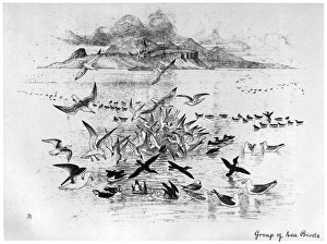 BLACKBURN: BIRDS, 1895. Group of Sea Birds. Illustration by Jemima Blackburn, 1895 BLACKBURN: BIRDS, 1895. Group of Sea Birds. Illustration by Jemima Blackburn, 1895