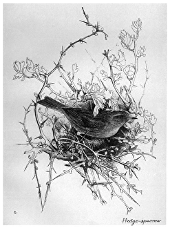 BLACKBURN: BIRDS, 1895. 'Hedge Sparrow.' Illustration by Jemima Blackburn, 1895 BLACKBURN: BIRDS, 1895. 'Hedge Sparrow.' Illustration by Jemima Blackburn, 1895