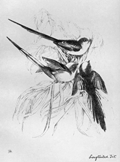 BLACKBURN: BIRDS, 1895. Long-tailed Tit. Illustration by Jemima Blackburn, 1895 BLACKBURN: BIRDS, 1895. Long-tailed Tit. Illustration by Jemima Blackburn, 1895