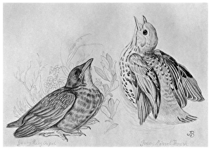 BLACKBURN: BIRDS, 1895. Missel or Mistle Thrush. Illustration by Jemima Blackburn BLACKBURN: BIRDS, 1895. Missel or Mistle Thrush. Illustration by Jemima Blackburn
