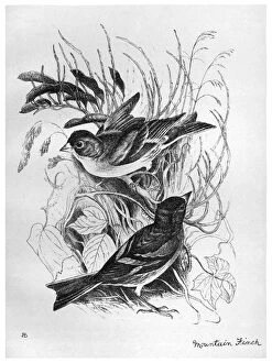 BLACKBURN: BIRDS, 1895. Mountain Finch. Illustration by Jemima Blackburn, 1895
