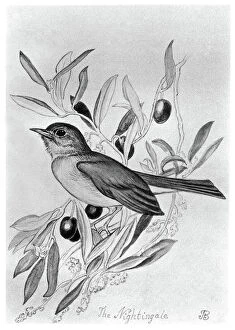 BLACKBURN: BIRDS, 1895. Nightingale. Illustration by Jemima Blackburn, 1895