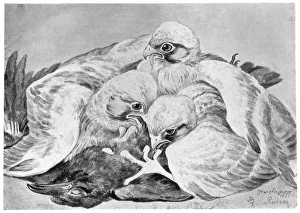 BLACKBURN: BIRDS, 1895. Peregrine Falcon. Illustration by Jemima Blackburn, 1895 BLACKBURN: BIRDS, 1895. Peregrine Falcon. Illustration by Jemima Blackburn, 1895