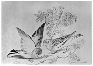 BLACKBURN: BIRDS, 1895. Snow bunting. Illustration by Jemima Blackburn, 1895 BLACKBURN: BIRDS, 1895. Snow bunting. Illustration by Jemima Blackburn, 1895