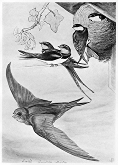 BLACKBURN: BIRDS, 1895. Swift, Chimney Swallow, Martin. Illustration by Jemima Blackburn BLACKBURN: BIRDS, 1895. Swift, Chimney Swallow, Martin. Illustration by Jemima Blackburn