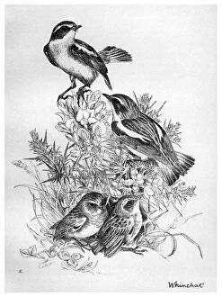 Whinchat Gallery: BLACKBURN: BIRDS, 1895. Whinchat. Illustration by Jemima Blackburn, 1895