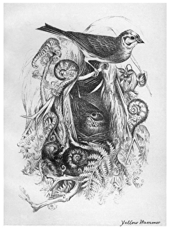 BLACKBURN: BIRDS, 1895. Yellowhammer. Illustration by Jemima Blackburn, 1895 BLACKBURN: BIRDS, 1895. Yellowhammer. Illustration by Jemima Blackburn, 1895