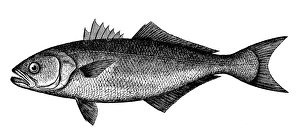 BLUEFISH. Bluefish (Pomatomus saltatrix). Line engraving BLUEFISH. Bluefish (Pomatomus saltatrix). Line engraving