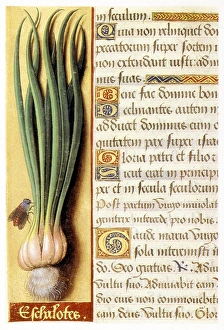 from a Book of Hours illuminated by Jean Bourdichon, c1515 from a Book of Hours illuminated by Jean Bourdichon, c1515