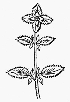 BOTANY: BASIL, 1485. Ocimum basilicum, a member of the mint family BOTANY: BASIL, 1485. Ocimum basilicum, a member of the mint family