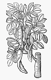 BOTANY: CAROB TREE, 1633. Ceratonia siliqua. Woodcut from Thomas Johnsons edition BOTANY: CAROB TREE, 1633. Ceratonia siliqua. Woodcut from Thomas Johnsons edition