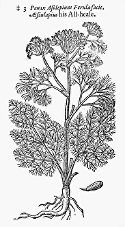 BOTANY: FENNEL, 1597. A variety of fennel, Panax asclepium, referred to as all-heal BOTANY: FENNEL, 1597. A variety of fennel, Panax asclepium, referred to as all-heal