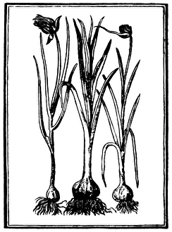 BOTANY: GARLIC, 1579. Allium sativum. Woodcut, French BOTANY: GARLIC, 1579. Allium sativum. Woodcut, French
