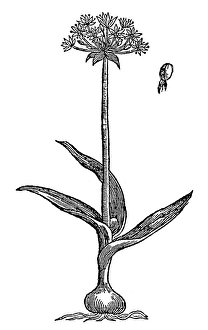 BOTANY: GARLIC, 1597. Homers Moly (Allium magicum) BOTANY: GARLIC, 1597. Homers Moly (Allium magicum)