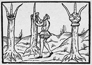 BOTANY: GRAFTING, 1575. Tree grafting. Woodcut from a book by Leonard Mascall BOTANY: GRAFTING, 1575. Tree grafting. Woodcut from a book by Leonard Mascall