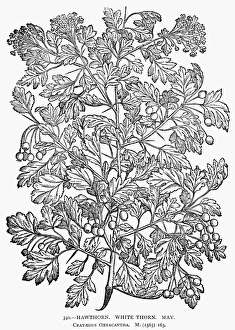 BOTANY: HAWTHORN, 1565. Crataegus Oxyacantha. White Thorn. Woodcut, 1565 BOTANY: HAWTHORN, 1565. Crataegus Oxyacantha. White Thorn. Woodcut, 1565