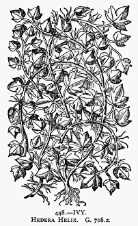 BOTANY: IVY, 1597. Hedera helix. Woodcut BOTANY: IVY, 1597. Hedera helix. Woodcut