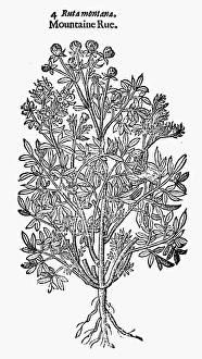 BOTANY: MOUNTAIN RUE, 1597. Ruta montana. Woodcut from John Gerards Herball BOTANY: MOUNTAIN RUE, 1597. Ruta montana. Woodcut from John Gerards Herball