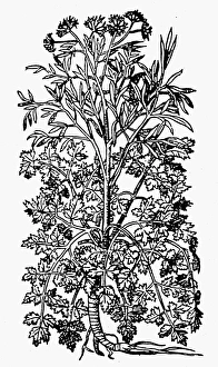 BOTANY: PARSLEY, 1579. Petroselinum crispum. Woodcut from Pietro Andrea Mattiolis Commentaires BOTANY: PARSLEY, 1579. Petroselinum crispum. Woodcut from Pietro Andrea Mattiolis Commentaires